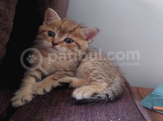 Yavru Kedı Oyuncu British Shorthair görsel