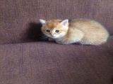 Yavru Kedı Oyuncu British Shorthair