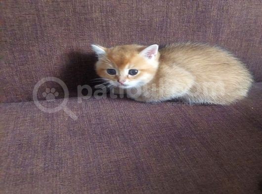 Yavru Kedı Oyuncu British Shorthair