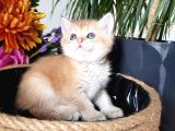 Show Kalite British Shorthair Ny12 Ve Ny11