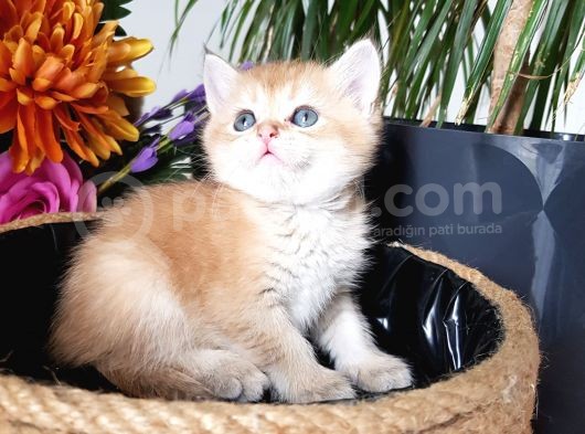 Show Kalite British Shorthair Ny12 Ve Ny11 görsel