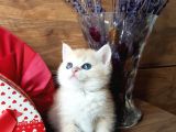 Show Kalite British Shorthair Ny12 Ve Ny11
