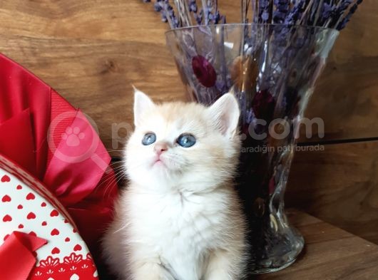 Show Kalite British Shorthair Ny12 Ve Ny11 görsel