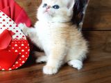 Show Kalite British Shorthair Ny12 Ve Ny11