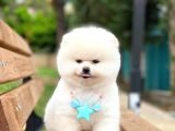 Pomeranian Boo Teddy Face Erkek Yavrumuz