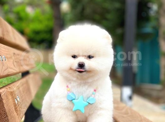 Pomeranian Boo Teddy Face Erkek Yavrumuz görsel