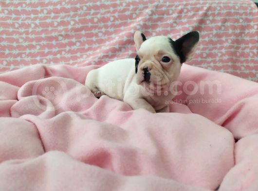 Mükemmel Kalite French Bulldog Yavrular görsel