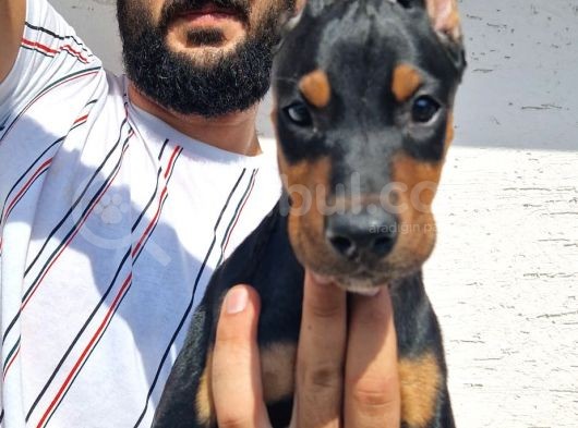 Safkan Doberman Yavrular
