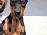 Safkan Doberman Yavrular