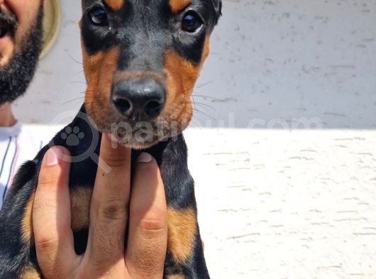 Safkan Doberman Yavrular görsel