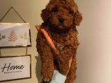 Muhteşem ToyPoodle Bebeklerimiz