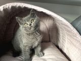 Yavru Kedi Biriths Mükemmel Kalite