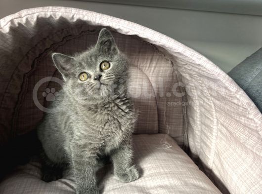 Yavru Kedi Biriths Mükemmel Kalite görsel