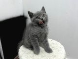 Yavru Kedi Biriths Mükemmel Kalite