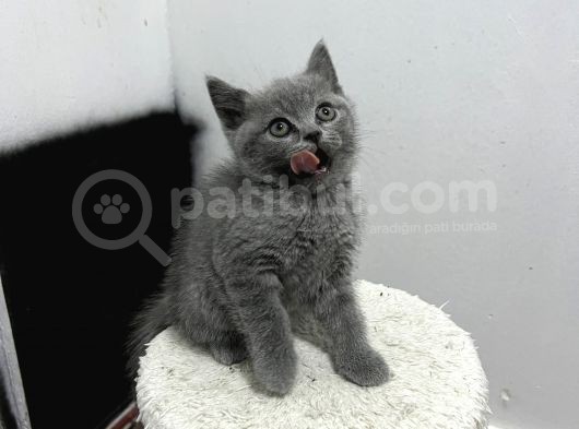 Yavru Kedi Biriths Mükemmel Kalite