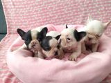 Mükemmel Kalite French Bulldog Yavrular