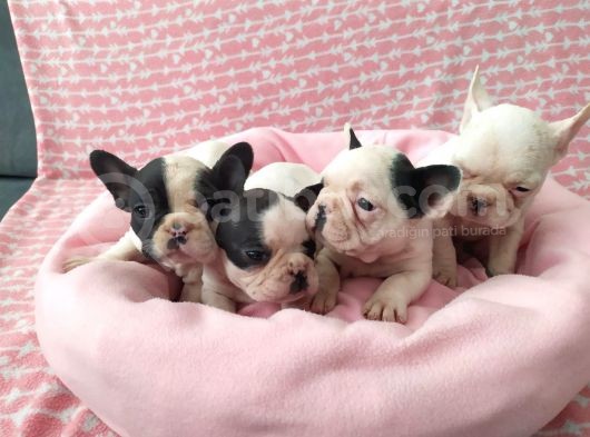 Mükemmel Kalite French Bulldog Yavrular