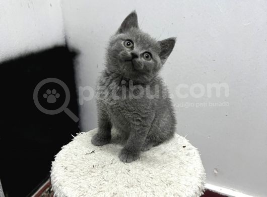 Yavru Kedi Biriths Mükemmel Kalite görsel