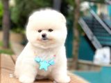 Pomeranian Boo Teddy Face Erkek Yavrumuz