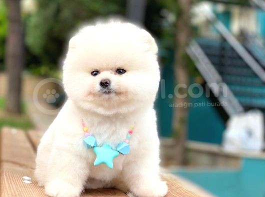 Pomeranian Boo Teddy Face Erkek Yavrumuz