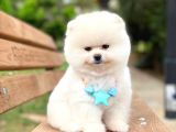 Pomeranian Boo Teddy Face Erkek Yavrumuz
