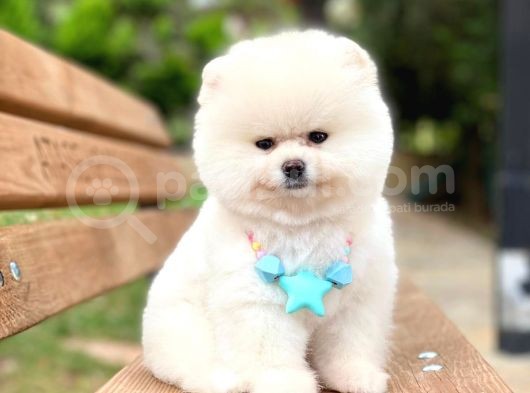 Pomeranian Boo Teddy Face Erkek Yavrumuz görsel