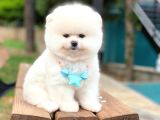 Pomeranian Boo Teddy Face Erkek Yavrumuz