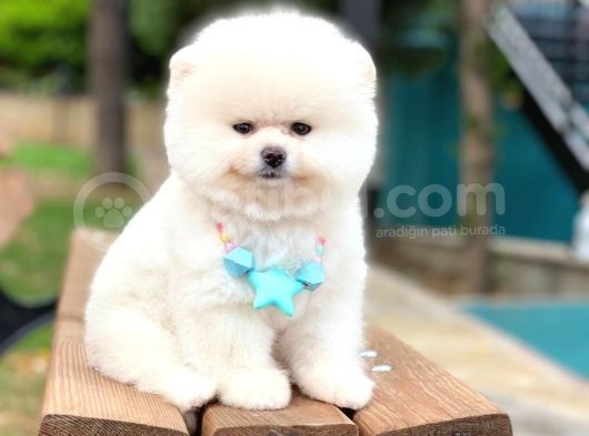 Pomeranian Boo Teddy Face Erkek Yavrumuz görsel