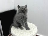 Yavru Kedi Biriths Mükemmel Kalite