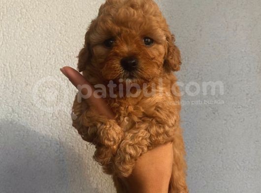 Ev Ortamında Büyüyen Poodle Yavrularımız görsel
