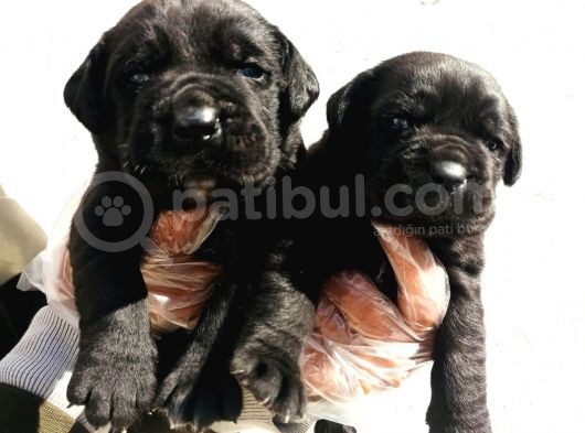 Cane Corsa Yavrular