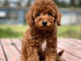 Mini Boy Bebek Surat Orjinal Poodle Yavrularimiz