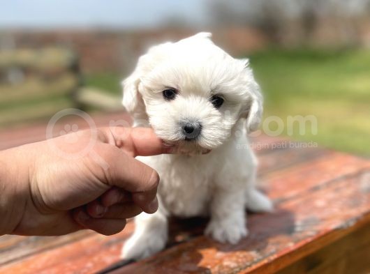 Mini Boy Bebek Surat Orjinal Poodle Yavrularimiz