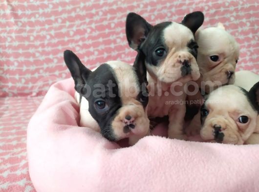 Mükemmel Kalite French Bulldog Yavrular görsel