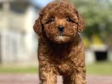 Mini Boy Bebek Surat Orjinal Poodle Yavrularimiz