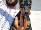 Safkan Doberman Yavrular