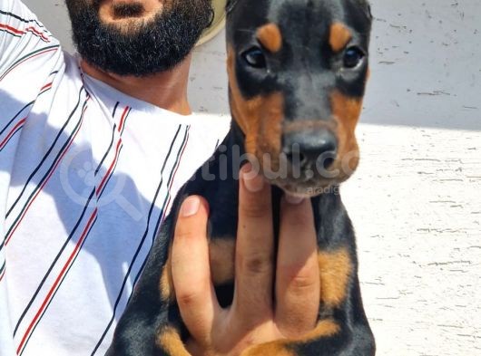 Safkan Doberman Yavrular görsel