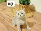 Scottish Fold & British Shorthair Yavrular Yeni Yuva Arıyor