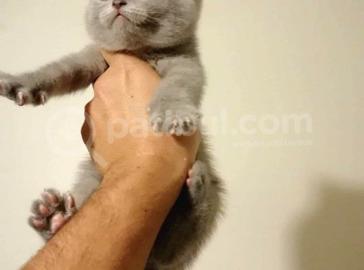 Scottish Fold & British Shorthair Yavrular Yeni Yuva Arıyor görsel