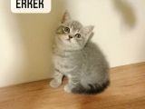 Scottish Fold & British Shorthair Yavrular Yeni Yuva Arıyor