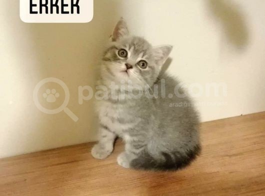 Scottish Fold & British Shorthair Yavrular Yeni Yuva Arıyor