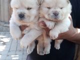 A Kali̇te Chow Chow Yavruları