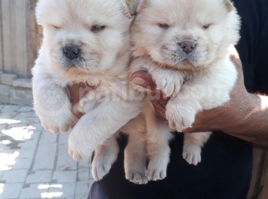 A Kali̇te Chow Chow Yavruları görsel