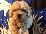 Poodle Tadında Mini Red Maltipo Bebeğim