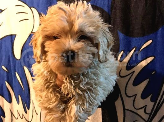 Poodle Tadında Mini Red Maltipo Bebeğim görsel