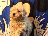 Poodle Tadında Mini Red Maltipo Bebeğim