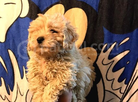 Poodle Tadında Mini Red Maltipo Bebeğim