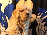 Poodle Tadında Mini Red Maltipo Bebeğim