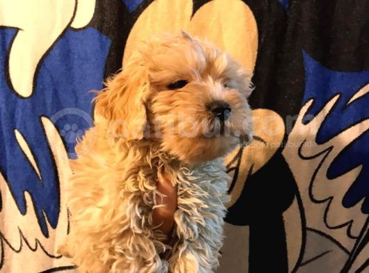 Poodle Tadında Mini Red Maltipo Bebeğim görsel
