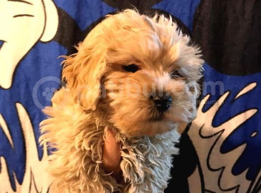 Poodle Tadında Mini Red Maltipo Bebeğim görsel